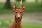 Cirneco Photo